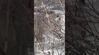 весенний селезень