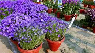 The Brachycome Flower Plants