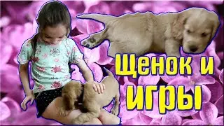 Дрессировка щенка Щенок и игры Как играть со щенком в добычу / Puppy training Puppy and games