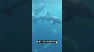 10 interesting facts about dolphins