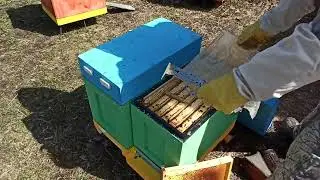 🐝🐝🐝Первый осмотр после зимовки отводков в шестирамочниках. Среднерусская пчела. 17.04.2022.