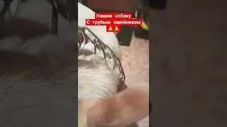 любите животных 