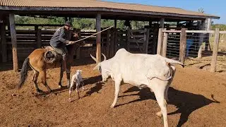 VACA BRAVA DEMAIS😱! Lidando com o gado do 70