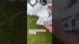 These golfers removed a net from a seagull's beak! #animalrescues