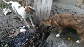 Sibling Stray pups eating chicken bones/whole wheat bread/cookies/Sibling fight/Mountain village 