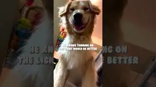 Golden Retriever Trying To Take Selfie🤳🏻Pudding練習自拍😆#goldenretriever #shorts #selfie #dogselfie
