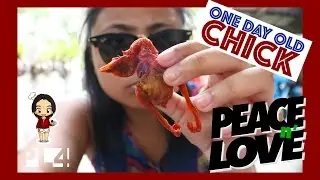 Trying Out One Day Old Chick · Pam's Kitchen · PL4