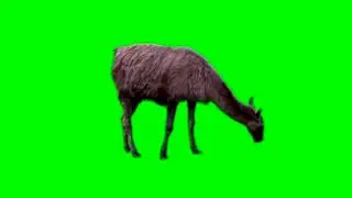Green_screen_animal_alpaca/free download/chroma key