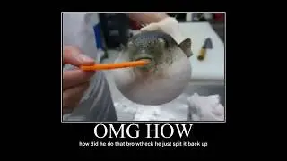 Pufferfish do wacky thing