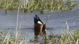 Northern Shoveler Dabbling