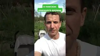 В поисках именного дерева