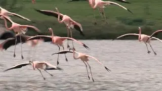 Passage: The father of pink flamingos