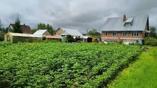 Краткий обзор выращивания картофеля в 2023 году