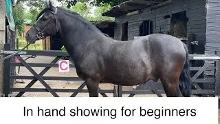 How to show your horse in hand, in hand showing for beginners | Karen badrick | horse tips