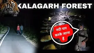 Wild Experience - ये खतरनाक हो सकता था ⚠️ Resort in Tigers Territory #tiger #jimcorbett