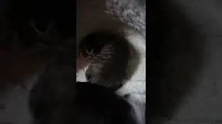 СПРЯТАЛСЯ