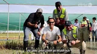 أشجار المانغروف حياة للبحر الأحمر