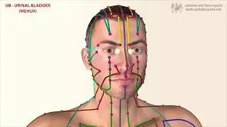 Меридиан на пикочния мехур - КИТАЙСКАТА ТРАДИЦИОННА МЕДИЦИНА