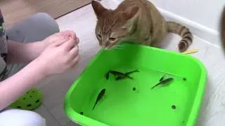 Котик на РЫБАЛКЕ! Леша и Аня играют с Рыбками в Тазике! Видео для детей