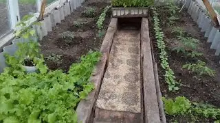 Вот такой интересный сюжет /Думала в теплице хозяйка я)) /июнь 2021 /  от #Сельскиезарисовки