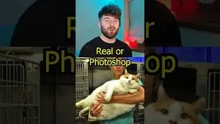 Real or Photoshop - part 14 #cat #irish #youtubeshorts #shorts #cats