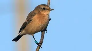 Stejnegerschwarzkehlchen