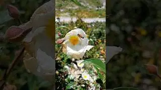 #laden #arı #bee #slowmotion #s21