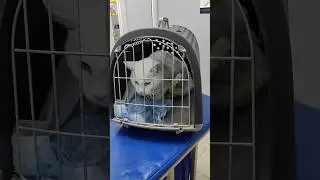 Съездили на анализы. Спасибо вам огромное за помощь. 