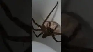 Паук с коконом
