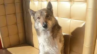 Каюр не ночевал дома