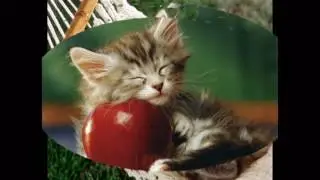 Котенца