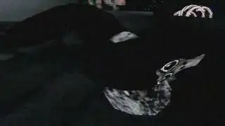 Смертельный файл Макака