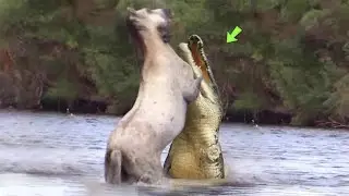 THE MOST IMPRESSIVE ATTACKS OF WILD ANIMALS