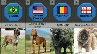 20 Dogs Never Kept with Labrador...