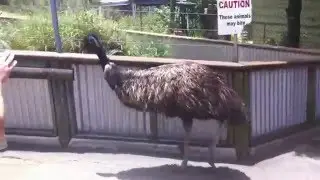 La sorte d'autruche qui fait peur!