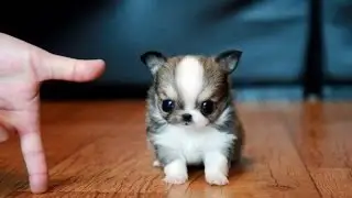 [HD] Funniest Puppy Ever