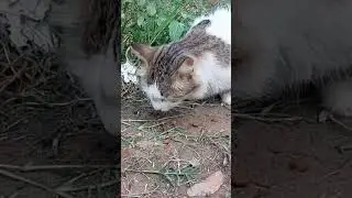 Poor cat have problem with his tongue 🥲