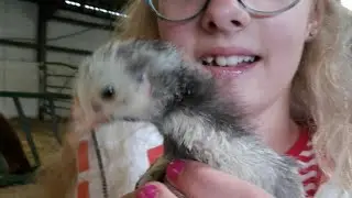 BABY ANIMALSS (Wales trip)