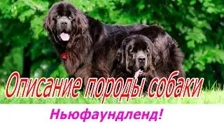 Ньюфаундленд описание породы!