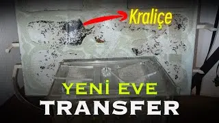 TÜM ODAYI DOLAŞAN KARINCA KOLONİSİ | Bölüm 2