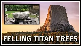 FELLING TITAN TREES!
