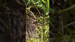 Hundreds of ants crawling in the grass