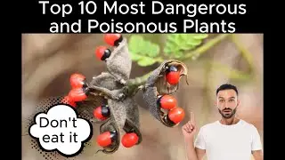 Top 10 Most Dangerous and Poisonous Plants