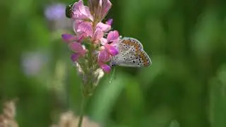 Molini Pivetti e la Biodiversità