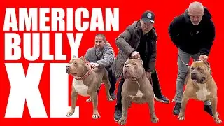 EJEMPLARES INCREIBLES en la ABKC ZAMORA 2023 - AMERICAN BULLY ESPAÑA