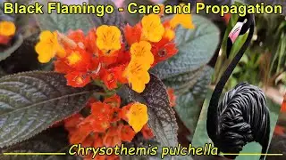 Black Flamingo / Sunset Bells: Care and Propagation