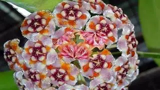 Hoya carnosa flowers (HD1080p)