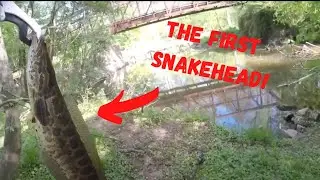 SNAKEHEAD DESTROYS SWIMBAIT! The FIRST Northern Snakehead on Film! #SHORTS