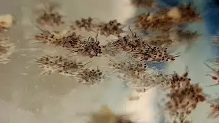 Новости с разводни. Пецилия Диск начала рожать, помутнела вода, отказался от полосатой скалярии