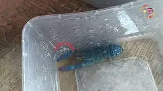 Ternak Lobster Air Tawar ( Freshwater crawfish crayfish redclaw  blue yabbie )